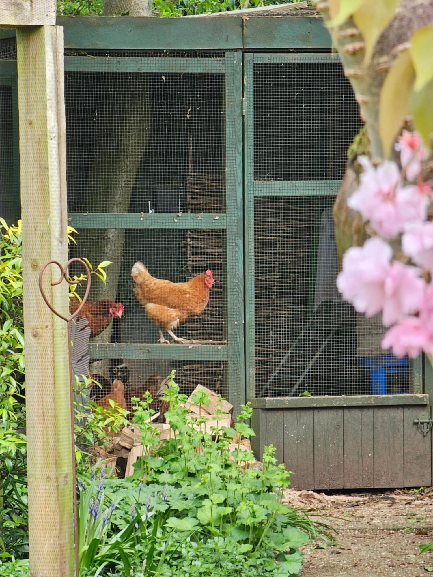 Luxury Self Catering With Cosy Cabin & Sauna In Colchester Exterior foto